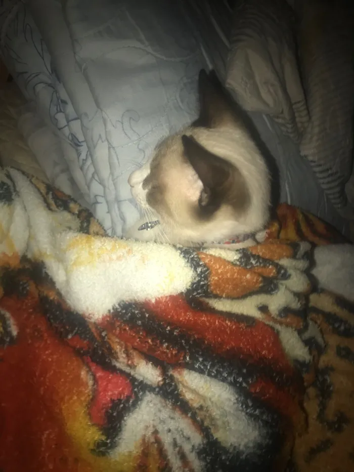 Gato raça Exótico idade 2 a 6 meses nome Zeca