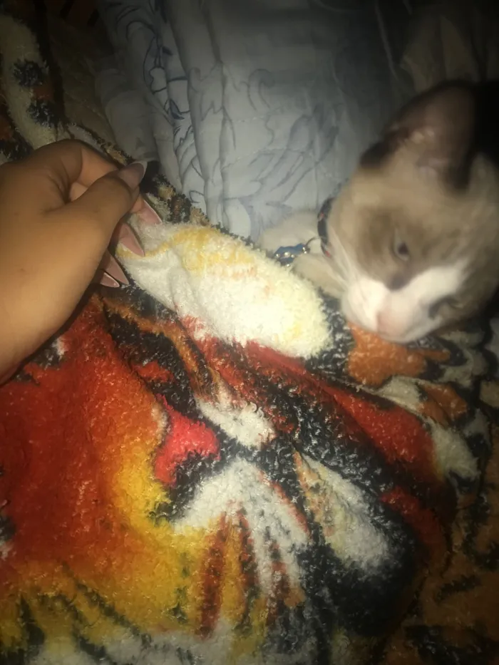 Gato raça Exótico idade 2 a 6 meses nome Zeca