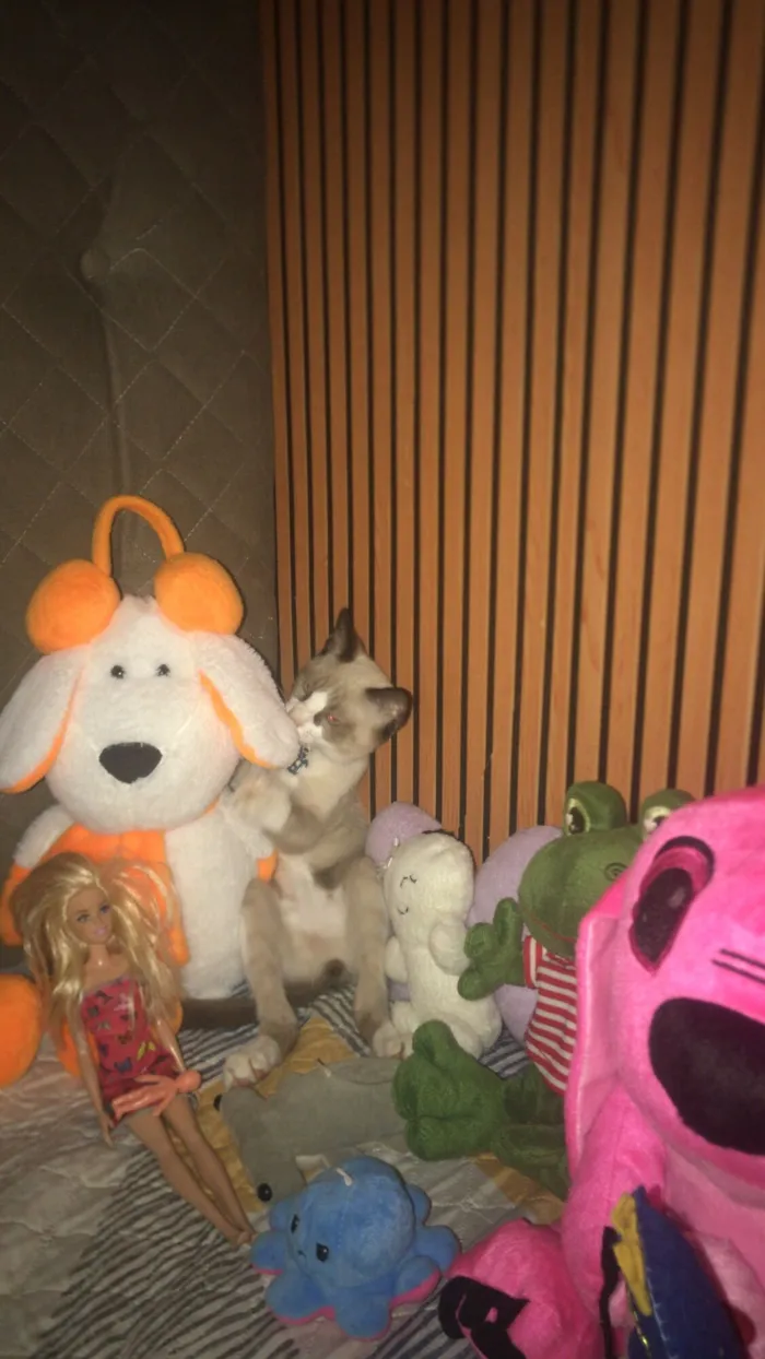 Gato raça Exótico idade 2 a 6 meses nome Zeca