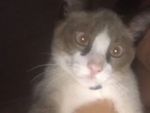 Gato raça Exótico idade 2 a 6 meses nome Zeca