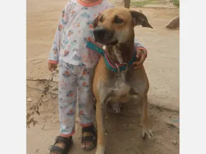 Cachorro raça SRD-ViraLata idade 3 anos nome Max