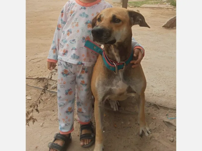 Cachorro raça SRD-ViraLata idade 3 anos nome Max