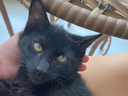 Gato raça SRD-ViraLata idade 7 a 11 meses nome Ozzy