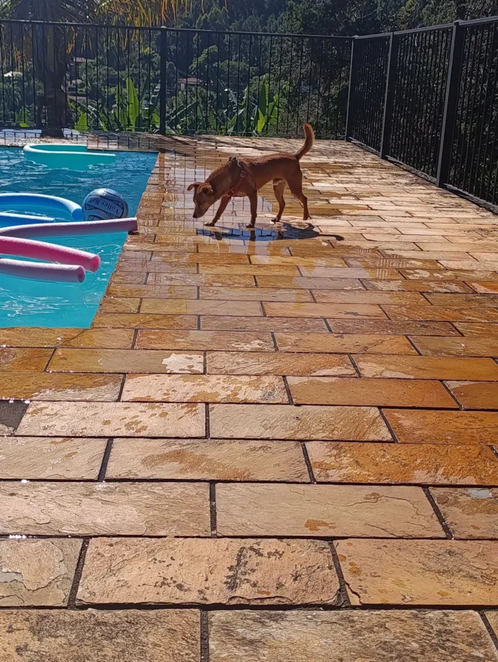 Cachorro raça SRD-ViraLata idade 2 anos nome Maui 