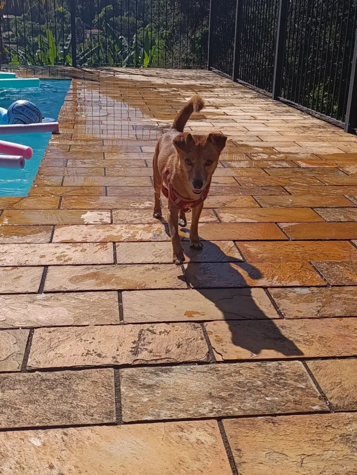 Cachorro raça SRD-ViraLata idade 2 anos nome Maui 