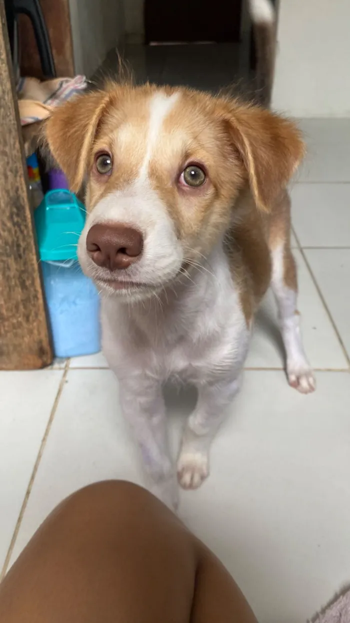 Cachorro raça SRD-ViraLata idade 2 a 6 meses nome Mike 