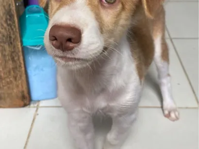 Cachorro raça SRD-ViraLata idade 2 a 6 meses nome Mike 