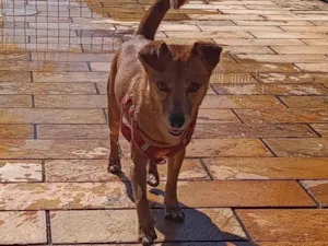 Cachorro raça SRD-ViraLata idade 2 anos nome Maui 