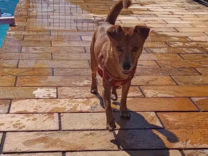 Cachorro raça SRD-ViraLata idade 2 anos nome Maui 