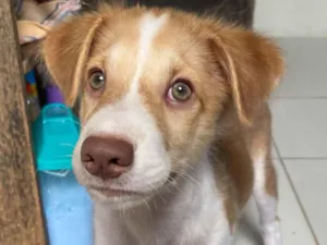 Cachorro raça SRD-ViraLata idade 2 a 6 meses nome Mike 