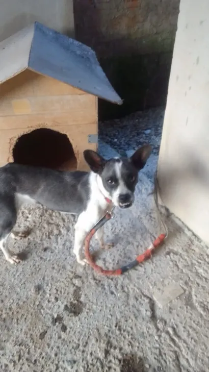 Cachorro raça SRD-ViraLata idade 3 anos nome Lua