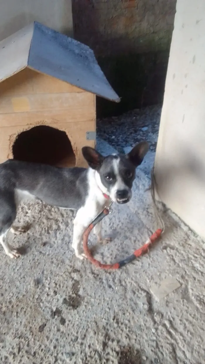 Cachorro raça SRD-ViraLata idade 3 anos nome Lua