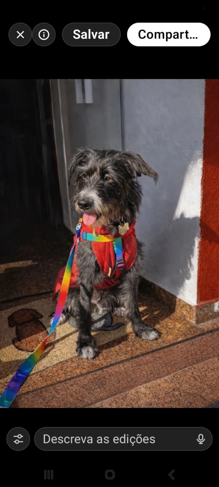 Cachorro raça SRD-ViraLata idade 6 ou mais anos nome Safira