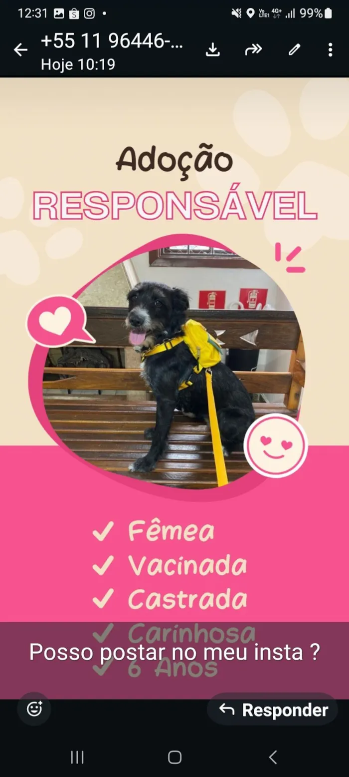 Cachorro raça SRD-ViraLata idade 6 ou mais anos nome Safira