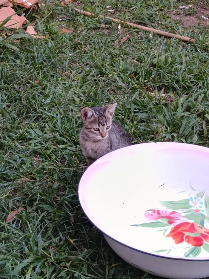 Gato raça SRD-ViraLata idade Abaixo de 2 meses nome gato 1