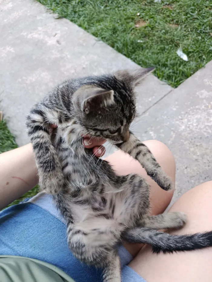 Gato raça SRD-ViraLata idade Abaixo de 2 meses nome gato 1