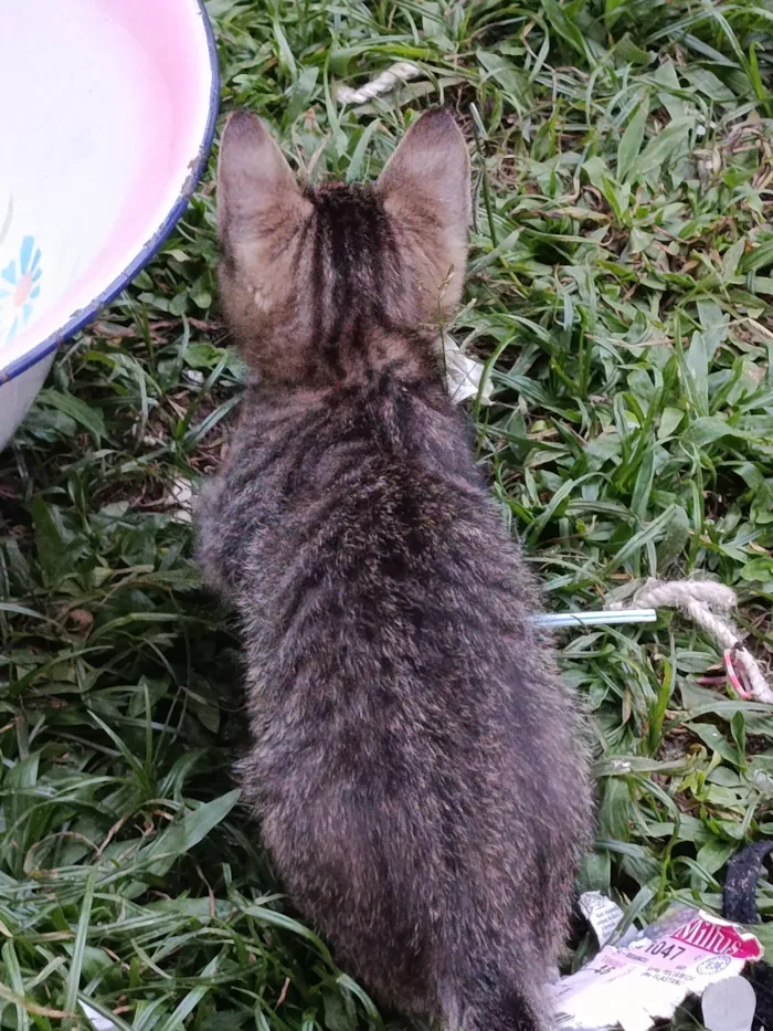 Gato raça SRD-ViraLata idade Abaixo de 2 meses nome gatos