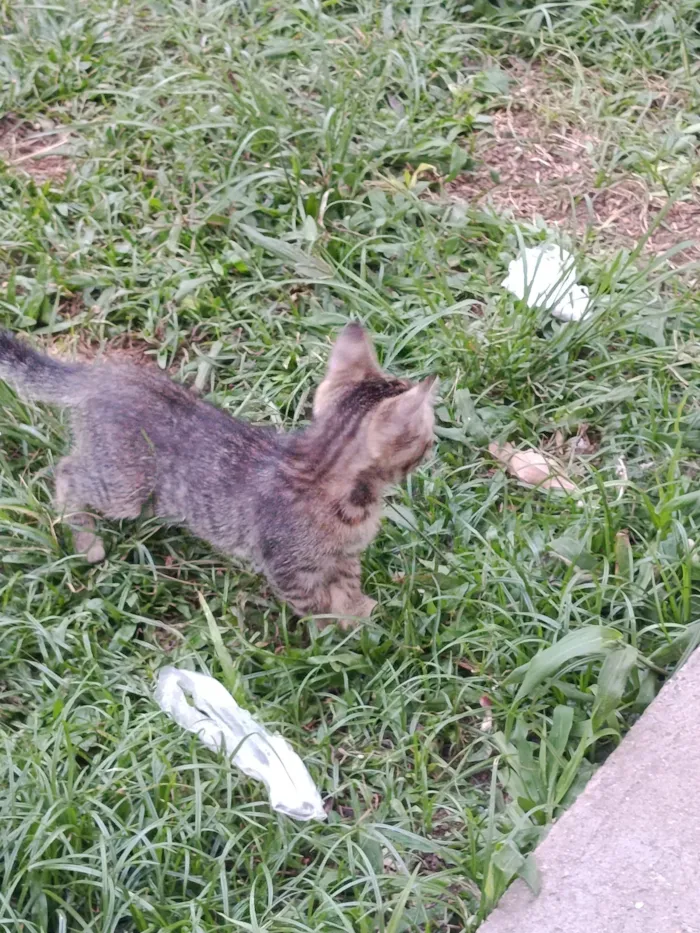 Gato raça SRD-ViraLata idade Abaixo de 2 meses nome gatos