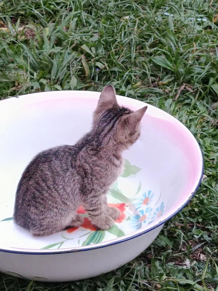 Gato raça SRD-ViraLata idade Abaixo de 2 meses nome gatos