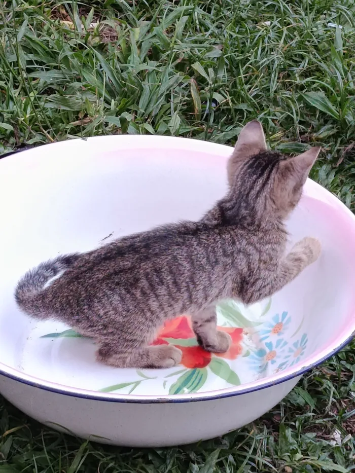 Gato raça SRD-ViraLata idade Abaixo de 2 meses nome gatos