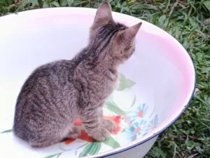 Gato raça SRD-ViraLata idade Abaixo de 2 meses nome gatos