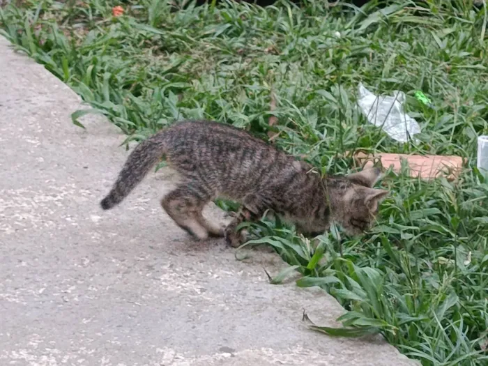 Gato raça SRD-ViraLata idade Abaixo de 2 meses nome gatos