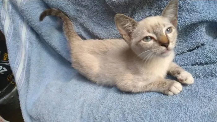 Gato raça SRD-ViraLata idade 2 a 6 meses nome Vida