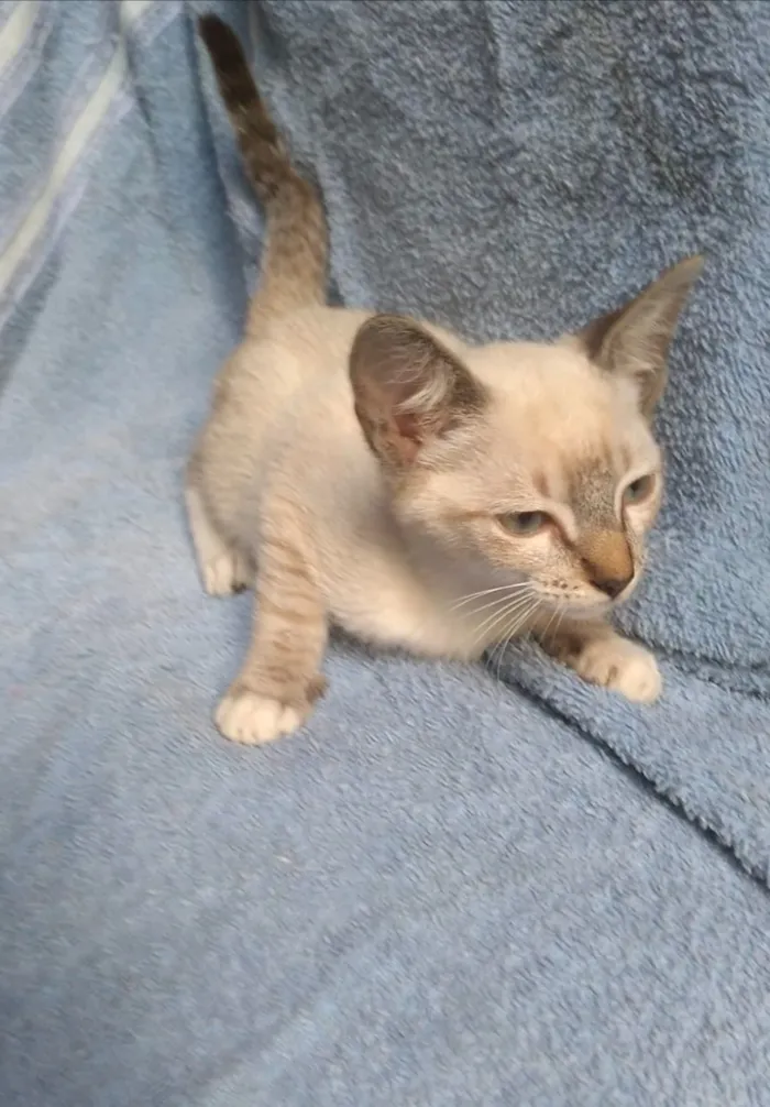 Gato raça SRD-ViraLata idade 2 a 6 meses nome Vida