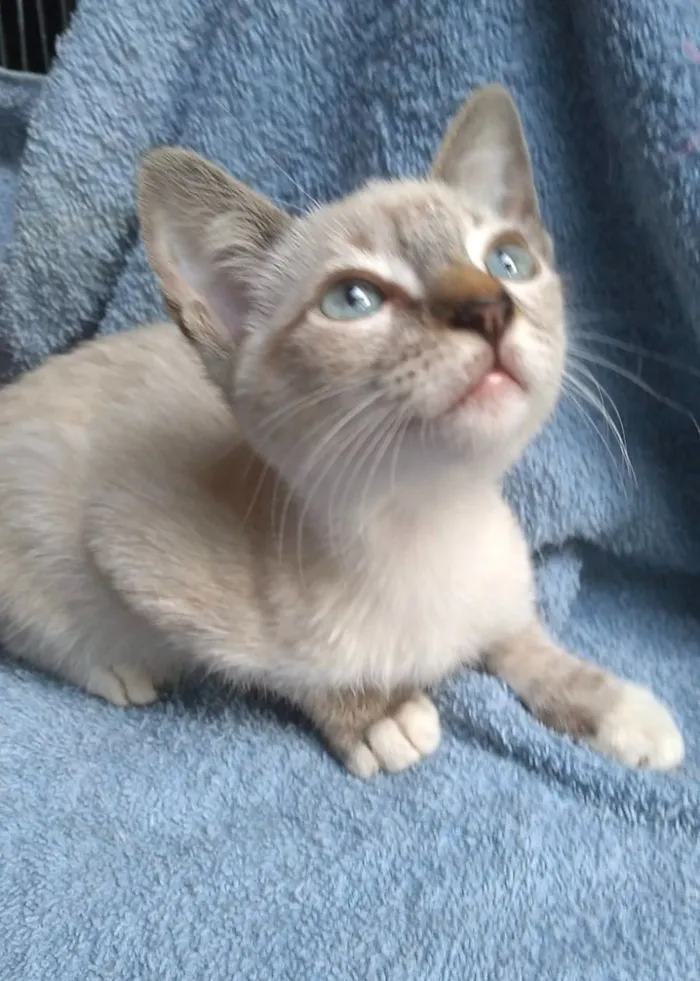 Gato raça SRD-ViraLata idade 2 a 6 meses nome Vida