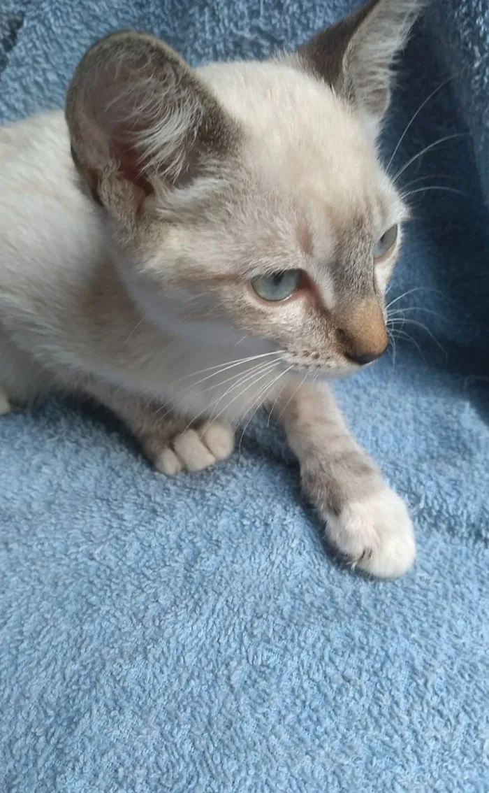 Gato raça SRD-ViraLata idade 2 a 6 meses nome Vida