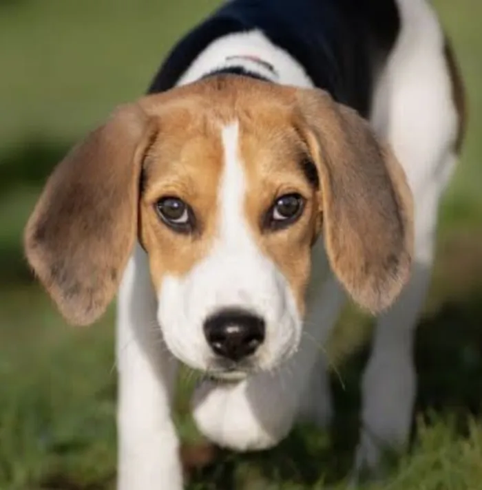 Cachorro raça Basset-Cofap idade 2 anos nome Bingo 
