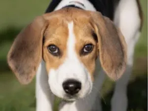 Cachorro raça Basset-Cofap idade 2 anos nome Bingo 