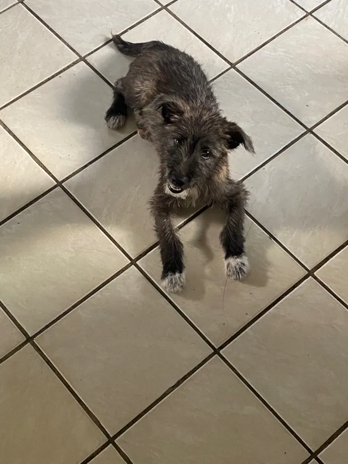 Cachorro raça SRD-ViraLata idade 2 a 6 meses nome Chiara