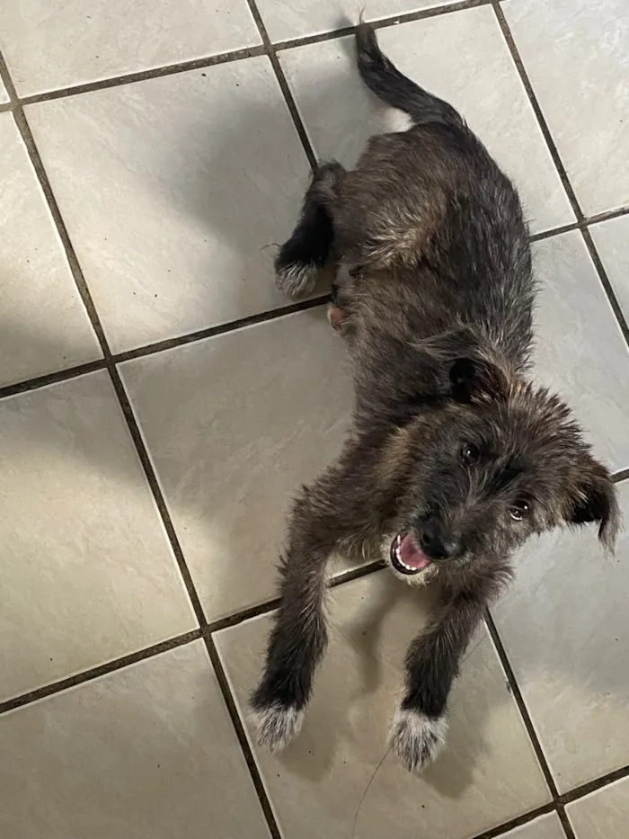 Cachorro raça SRD-ViraLata idade 2 a 6 meses nome Chiara