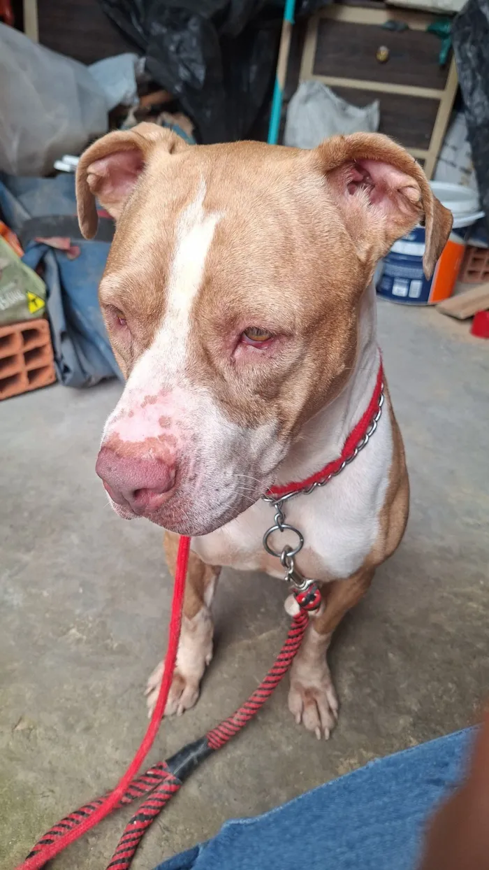 Cachorro raça Pit-Bull idade 5 anos nome Maya