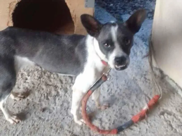 Cachorro raça SRD-ViraLata idade 3 anos nome Lua