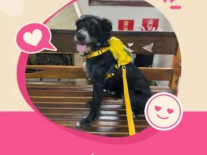 Cachorro raça SRD-ViraLata idade 6 ou mais anos nome Safira