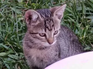 Gato raça SRD-ViraLata idade Abaixo de 2 meses nome gato 1