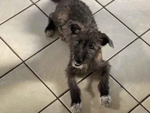 Cachorro raça SRD-ViraLata idade 2 a 6 meses nome Chiara