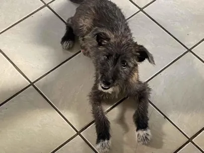 Cachorro raça SRD-ViraLata idade 2 a 6 meses nome Chiara