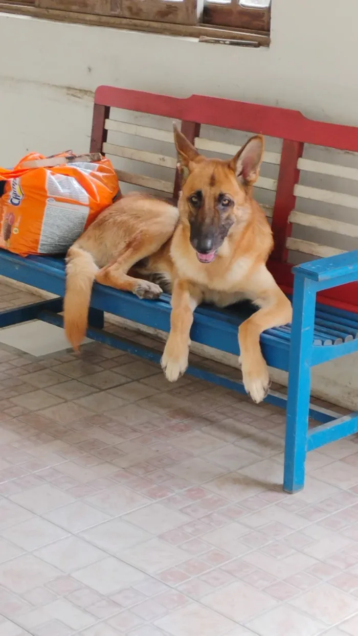 Cachorro raça Pastor Alemão idade 2 anos nome Capone 