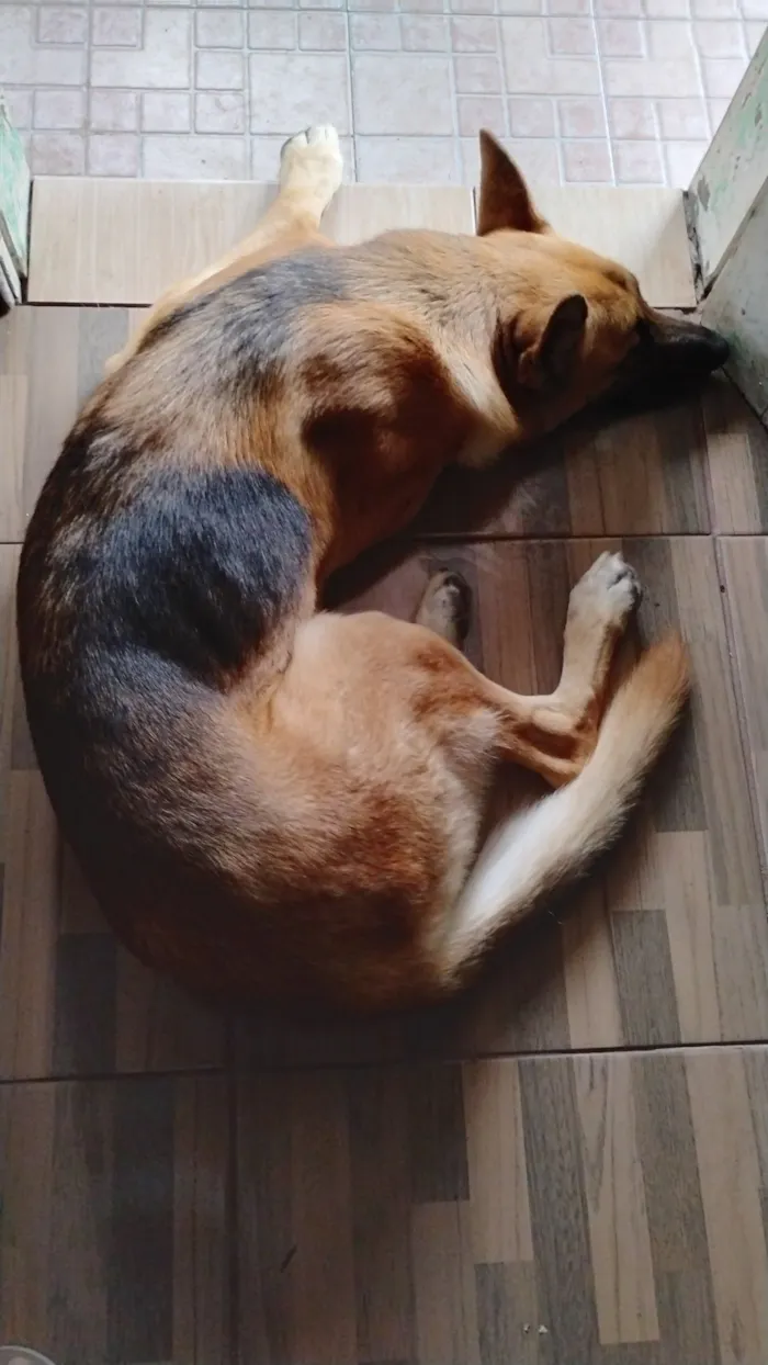 Cachorro raça Pastor Alemão idade 2 anos nome Capone 