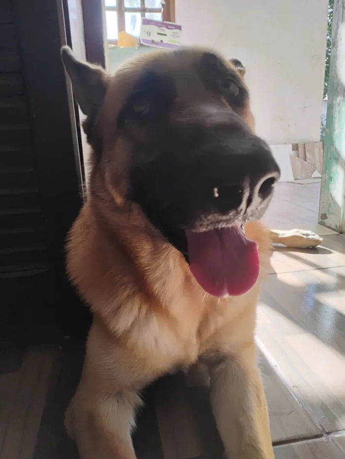 Cachorro raça Pastor Alemão idade 2 anos nome Capone 