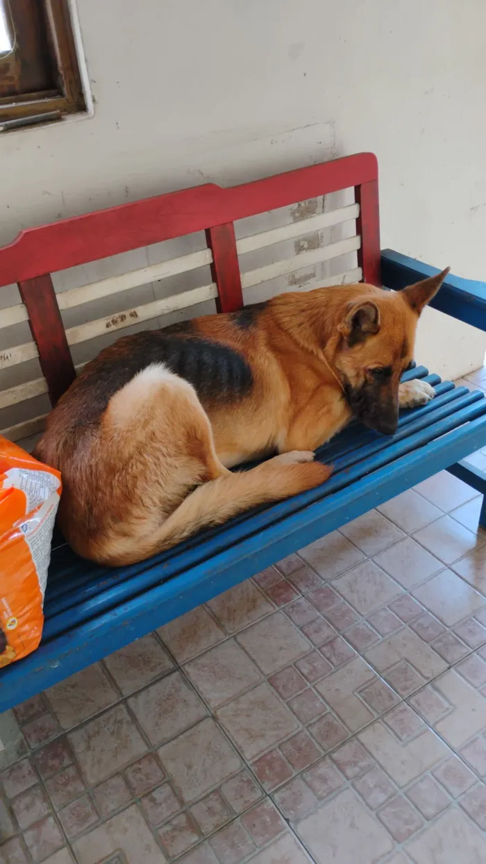 Cachorro raça Pastor Alemão idade 2 anos nome Capone 