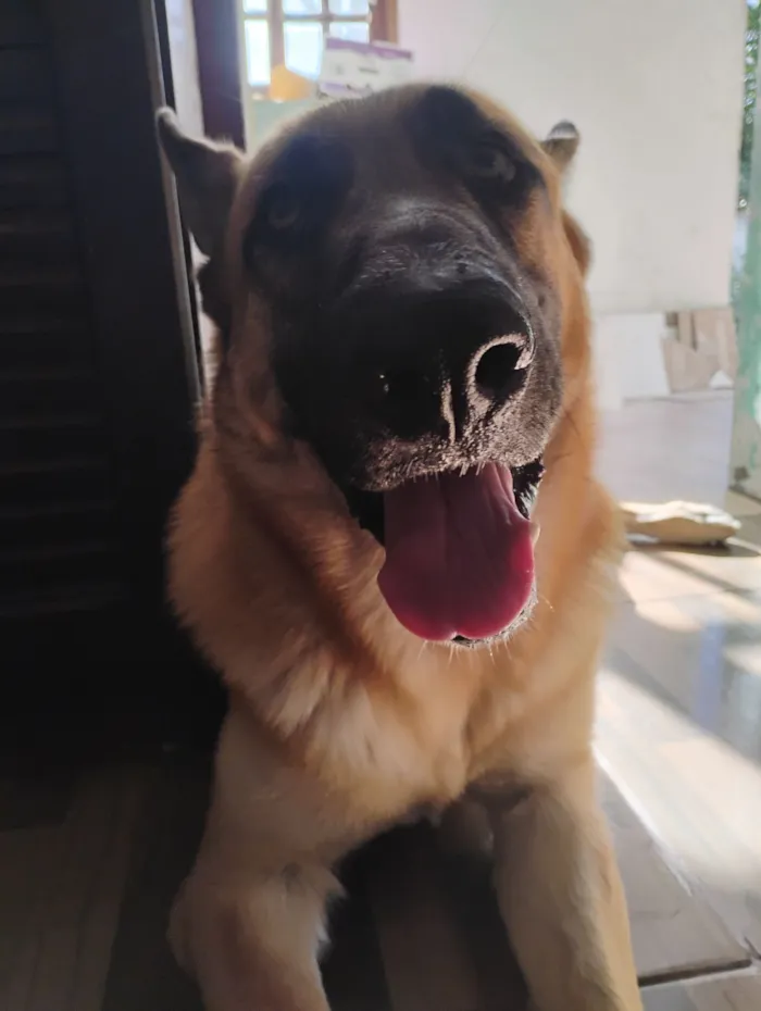 Cachorro raça Pastor Alemão idade 2 anos nome Capone 