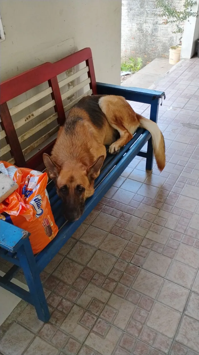 Cachorro raça Pastor Alemão idade 2 anos nome Capone 