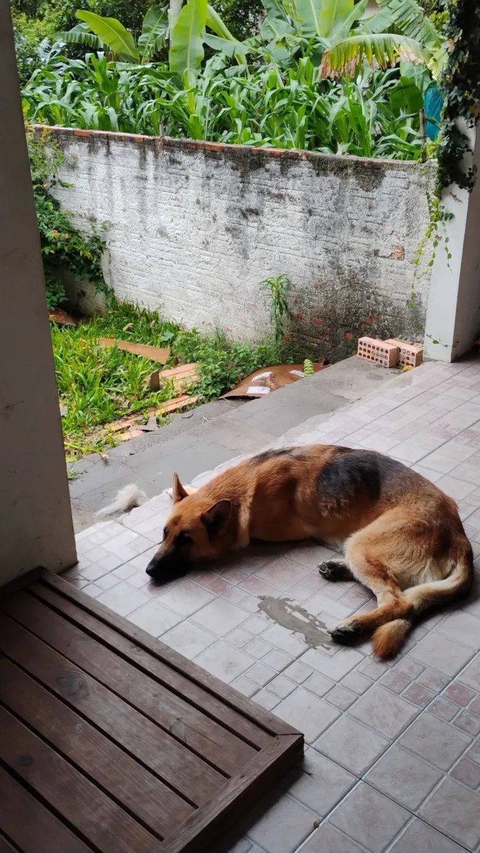 Cachorro raça Pastor Alemão idade 2 anos nome Capone 