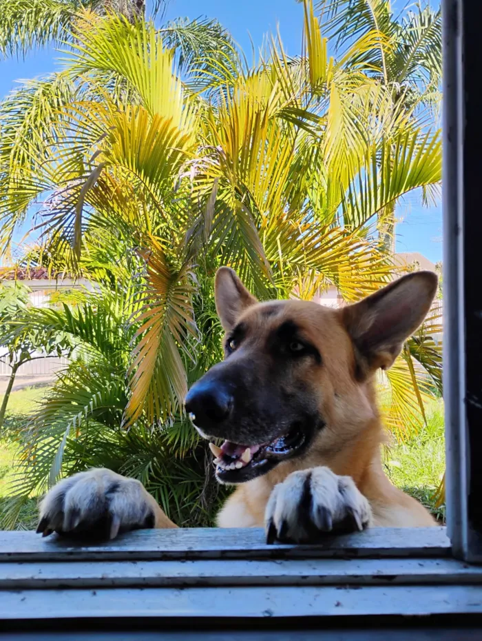 Cachorro raça Pastor Alemão idade 2 anos nome Capone 