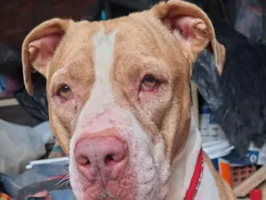 Cachorro raça Pit-Bull idade 5 anos nome Maya