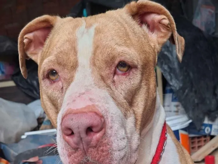 Cachorro raça Pit-Bull idade 5 anos nome Maya
